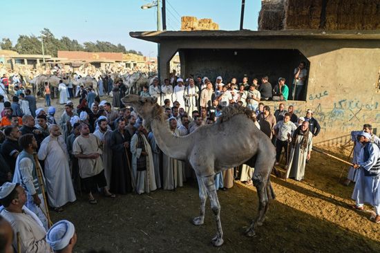 سوق برقاش (1) سوق برقاش (1)