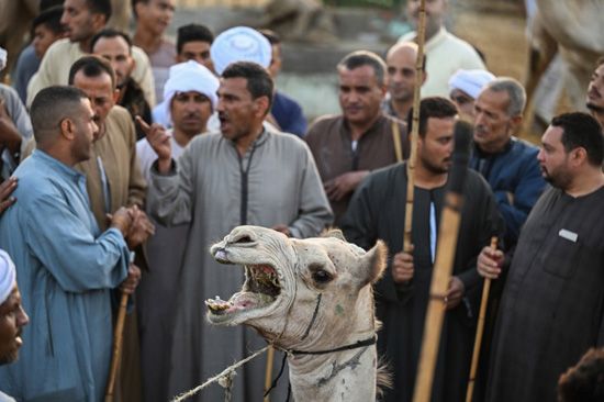 سوق برقاش (10) سوق برقاش (10)