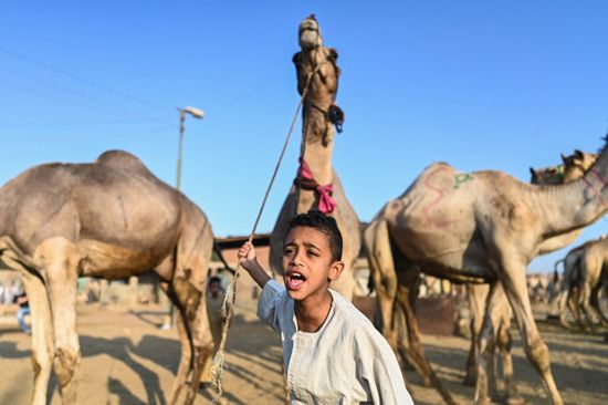 سوق برقاش (2) سوق برقاش (2)