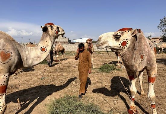 سوق الجِمال فى باكستان (6) سوق الجِمال فى باكستان (6)
