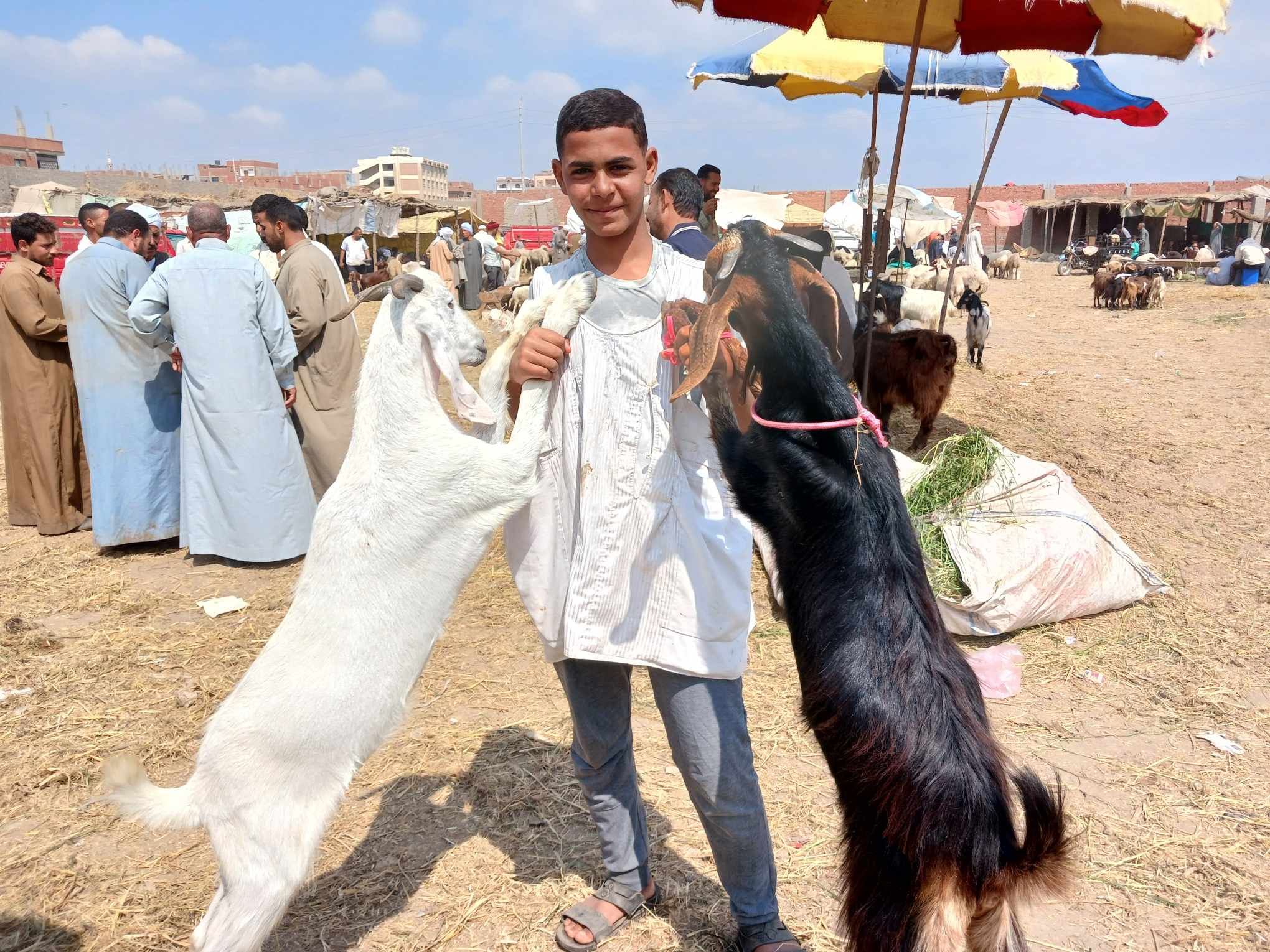 ماعز باكستانى ماعز باكستانى