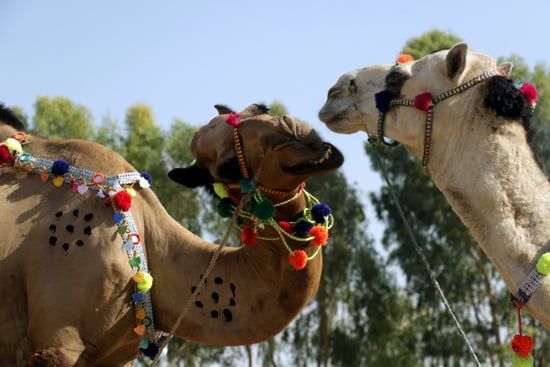 سوق الجِمال فى باكستان (4) سوق الجِمال فى باكستان (4)