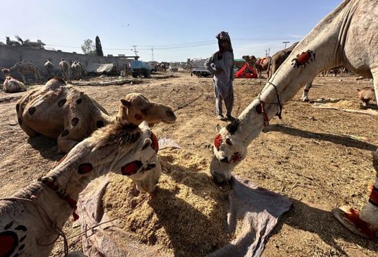 سوق الجِمال فى باكستان (7) سوق الجِمال فى باكستان (7)