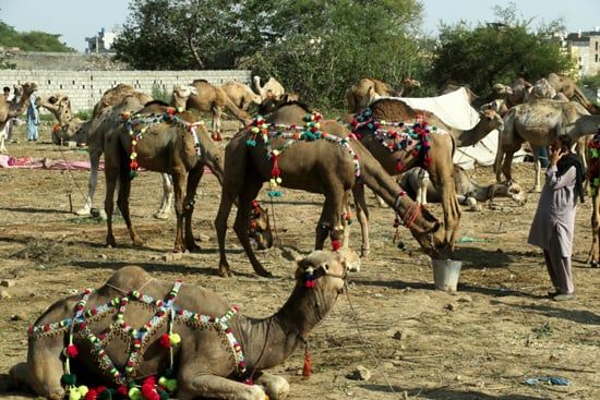 سوق الجِمال فى باكستان (8) سوق الجِمال فى باكستان (8)