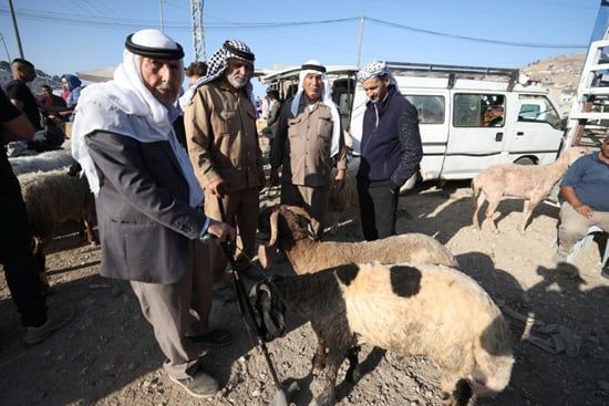 أسواق الأضاحى (8) أسواق الأضاحى (8)