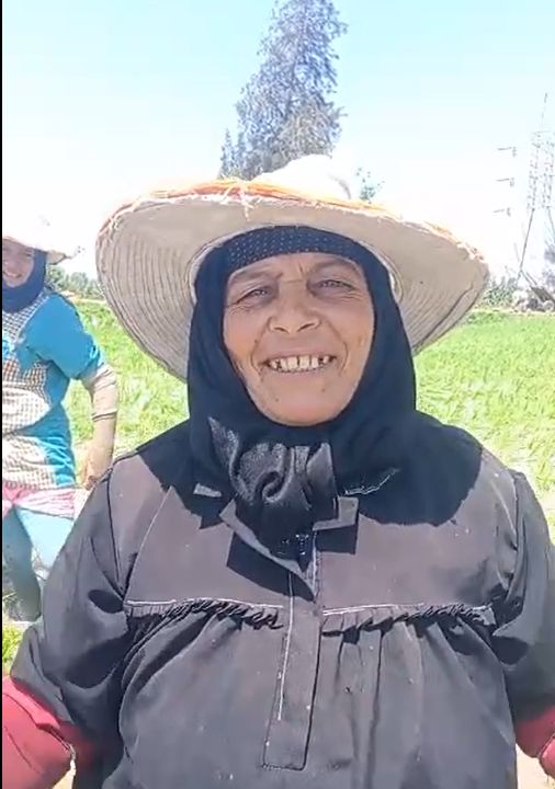 فرحة المزارعات خلال شتلهن للأرز فرحة المزارعات خلال شتلهن للأرز