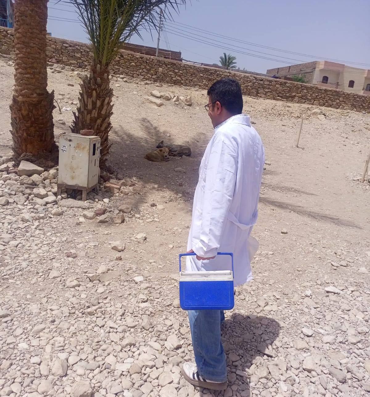 تحصين الكلاب الضالة في منطقة تمثالى ممنون الأثرية غرب الأقصر تحصين الكلاب الضالة في منطقة تمثالى ممنون الأثرية غرب الأقصر