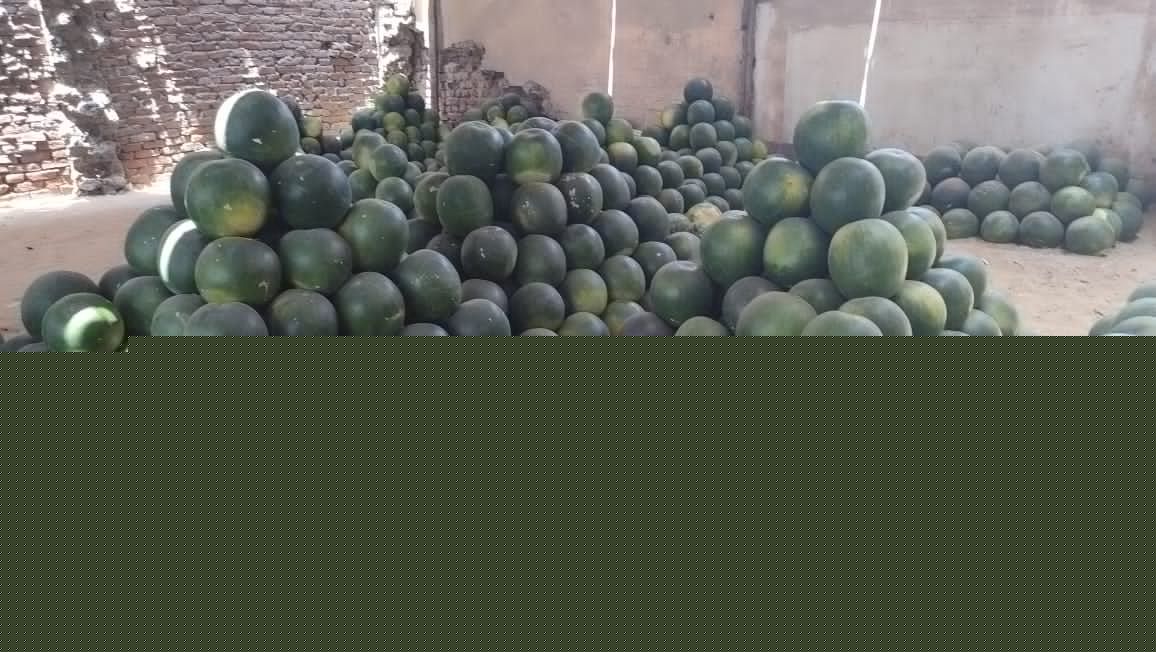 بطيخ جيزة