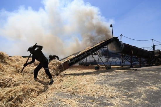 إنتاج الفريكة من حقول الضفة الغربية (13) إنتاج الفريكة من حقول الضفة الغربية (13)