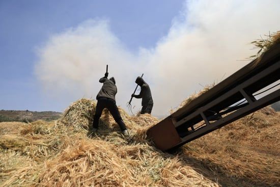 إنتاج الفريكة من حقول الضفة الغربية (8) إنتاج الفريكة من حقول الضفة الغربية (8)