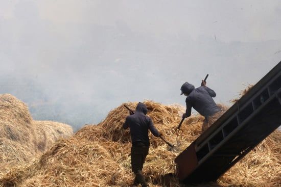 إنتاج الفريكة من حقول الضفة الغربية (5) إنتاج الفريكة من حقول الضفة الغربية (5)