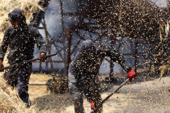 إنتاج الفريكة من حقول الضفة الغربية (9) إنتاج الفريكة من حقول الضفة الغربية (9)