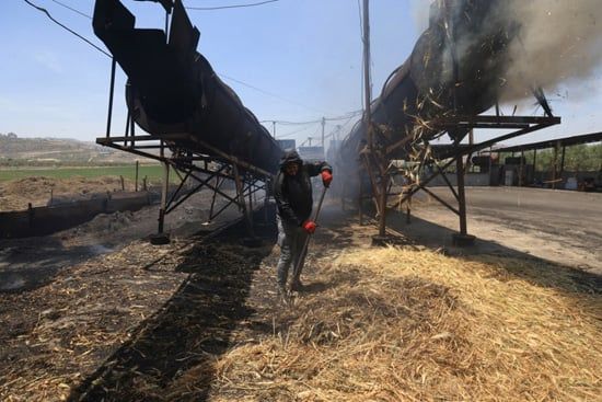 إنتاج الفريكة من حقول الضفة الغربية (6) إنتاج الفريكة من حقول الضفة الغربية (6)