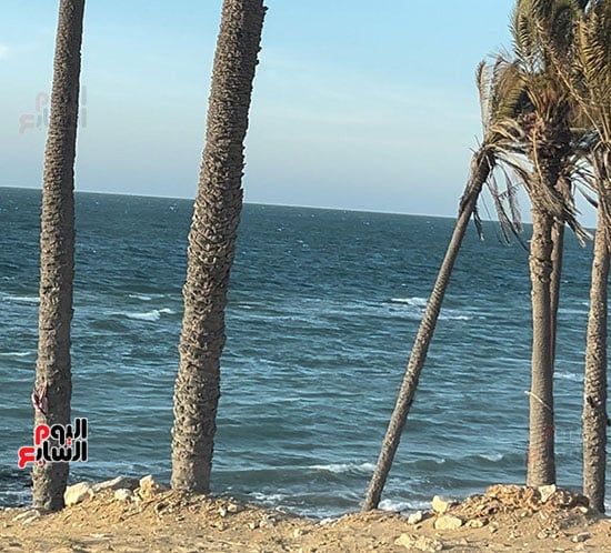 الامواج-والنخيل-والرمال الامواج-والنخيل-والرمال