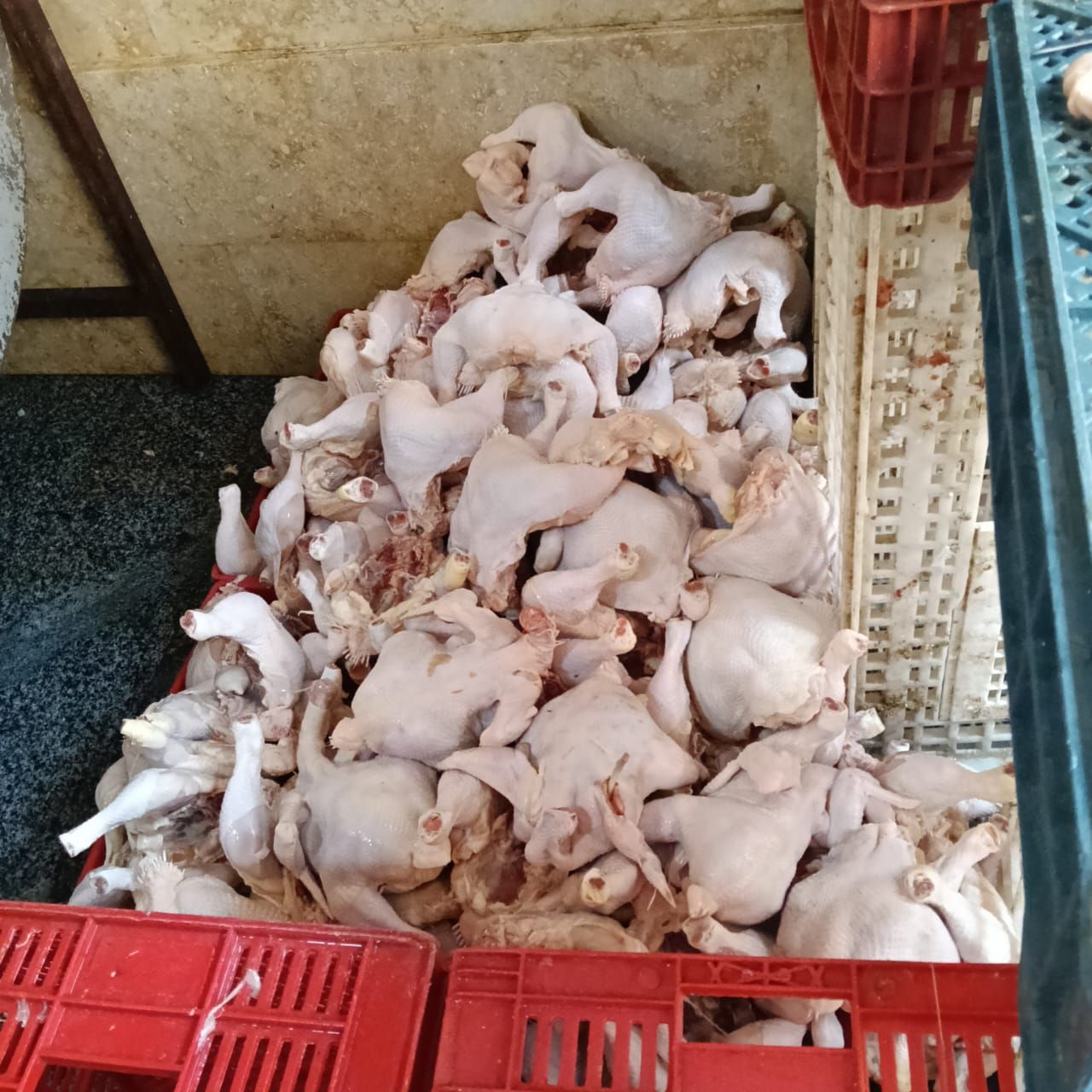 الدواجن الفاسدة وغير الصالحة للاستهلاك الآدمي الدواجن الفاسدة وغير الصالحة للاستهلاك الآدمي