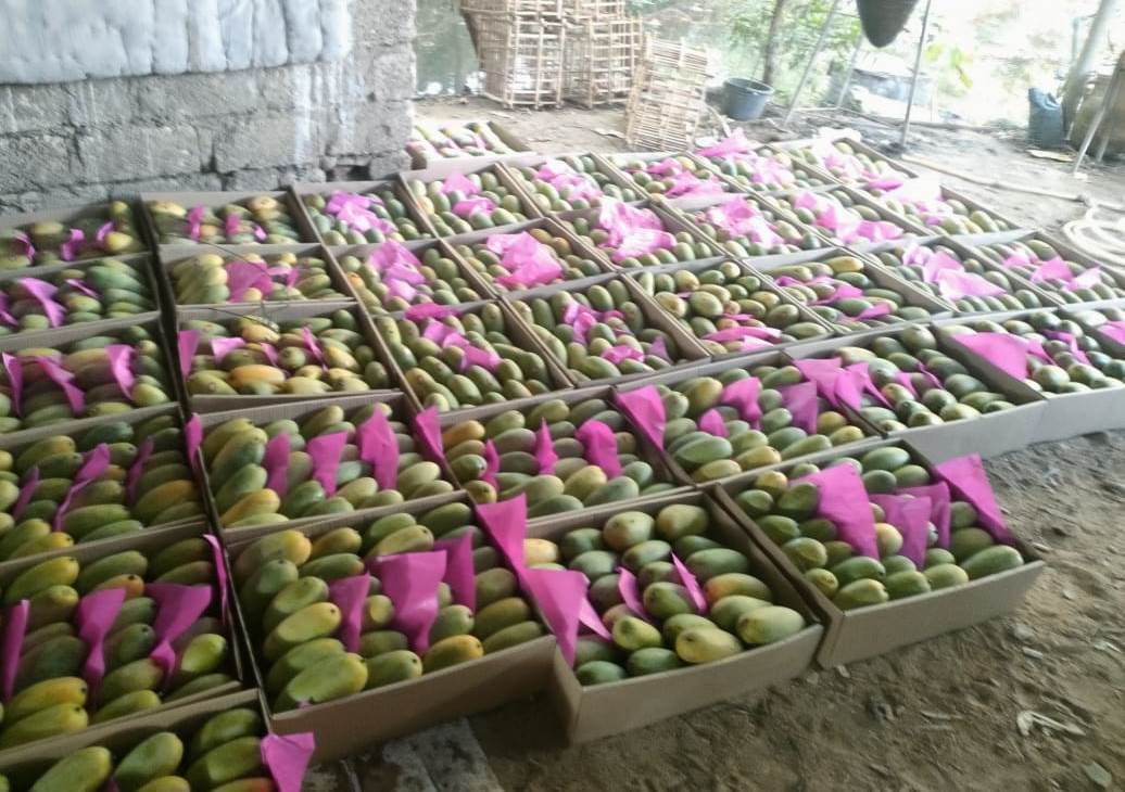 جانب من تجميع كميات المانجو بالمزارع فى الأقصر