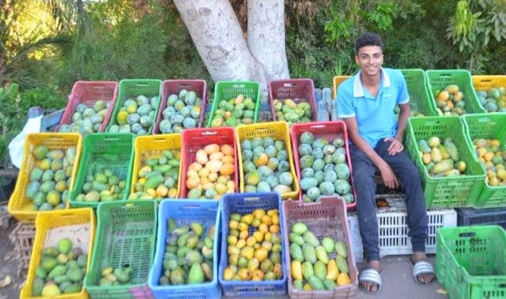 أول قطفة لثمار المانجو لتغزو الأسواق خلال الأسابيع المقبلة