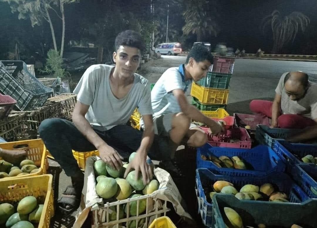 تجهيز كميات المانجا قبل طرحها بالأسواق من مزارع الأقصر