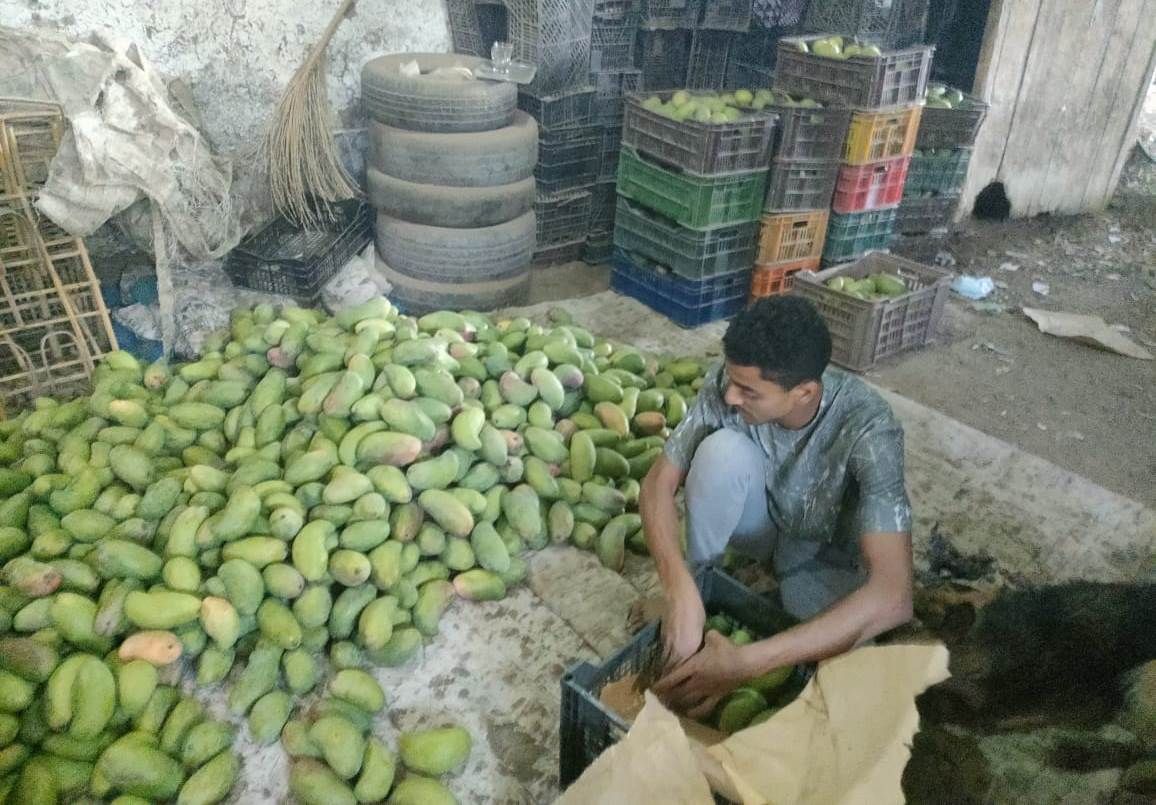 مخازن المزارع تبدء عمليات الفرز والتجهيز للمانجا بالأقصر مخازن المزارع تبدء عمليات الفرز والتجهيز للمانجا بالأقصر