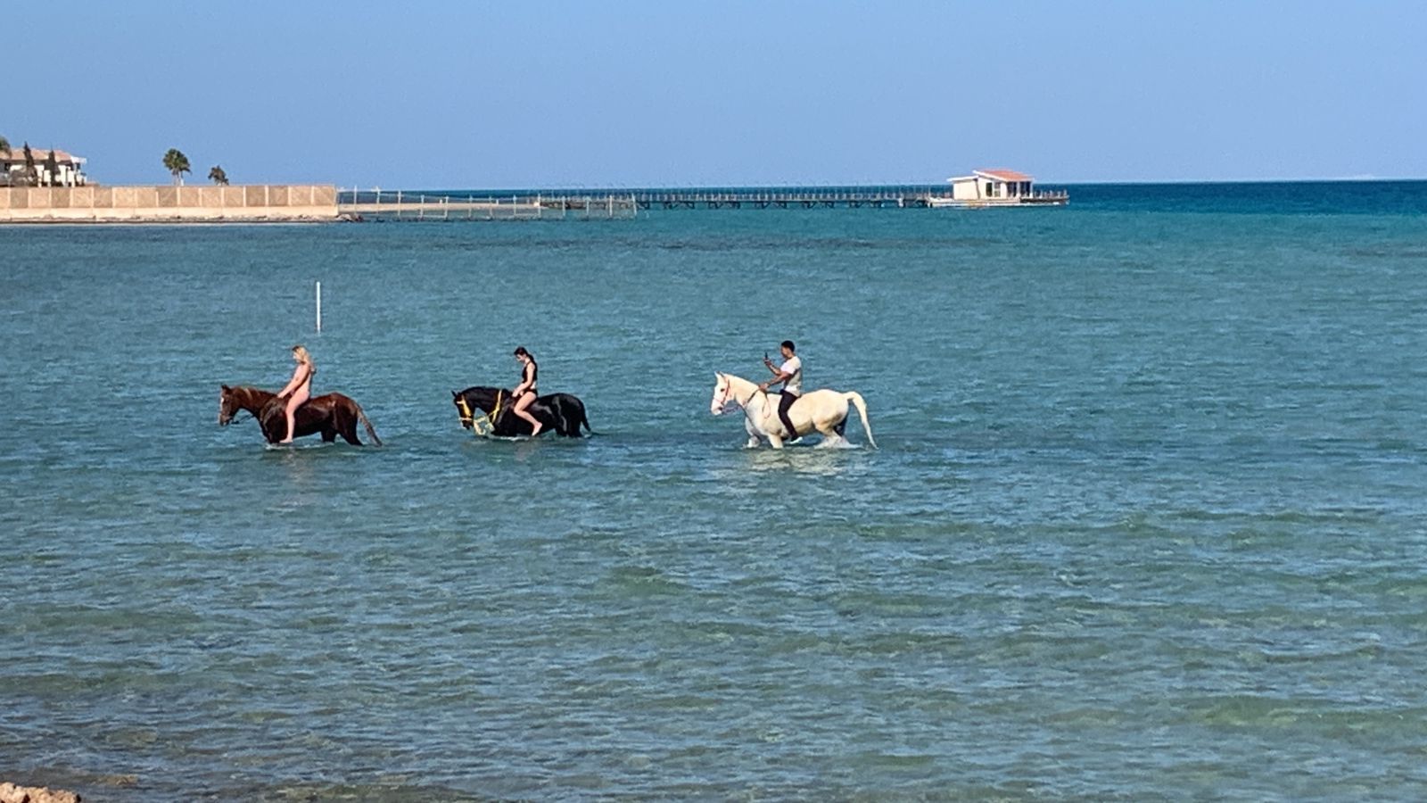 الخيول والبحر بالغردقة الخيول والبحر بالغردقة