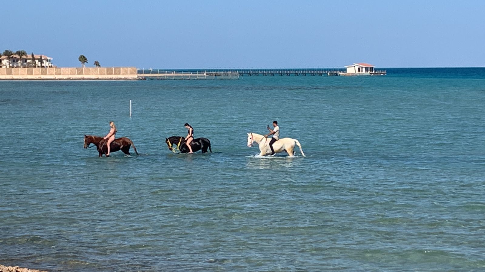 رواج فى رحلات الخيول رواج فى رحلات الخيول