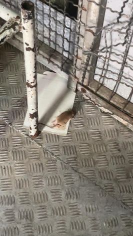 فئرن في مقر جيش الاحتلال فئرن في مقر جيش الاحتلال