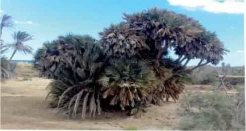 سميت بالمرحلة الفيضية