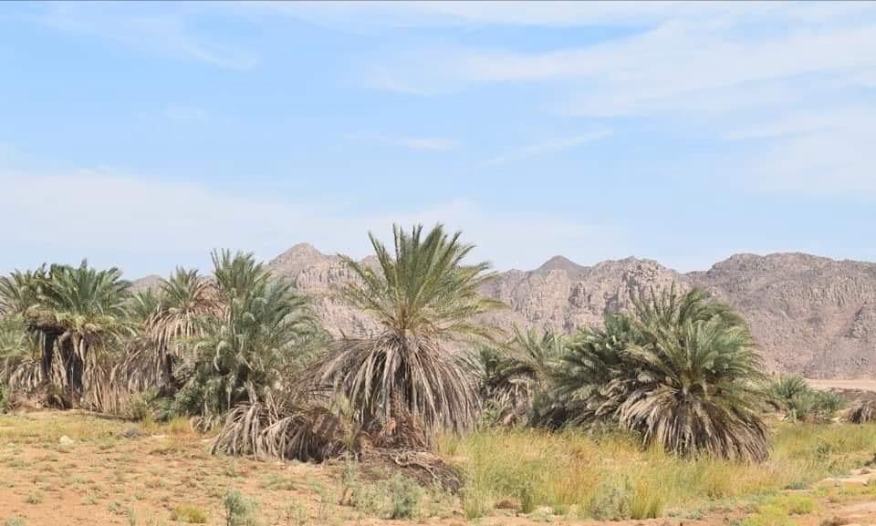 واحة خضراء بالقرب من جبل القطار واحة خضراء بالقرب من جبل القطار
