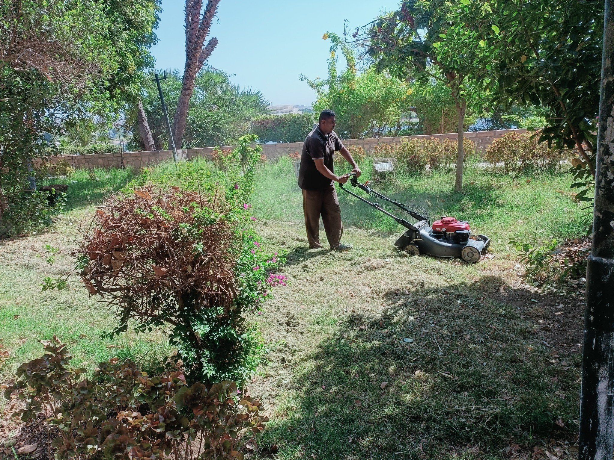 تهذيب الحشائش تهذيب الحشائش