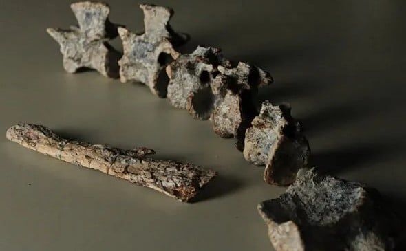 حفريات لجد التماسيح