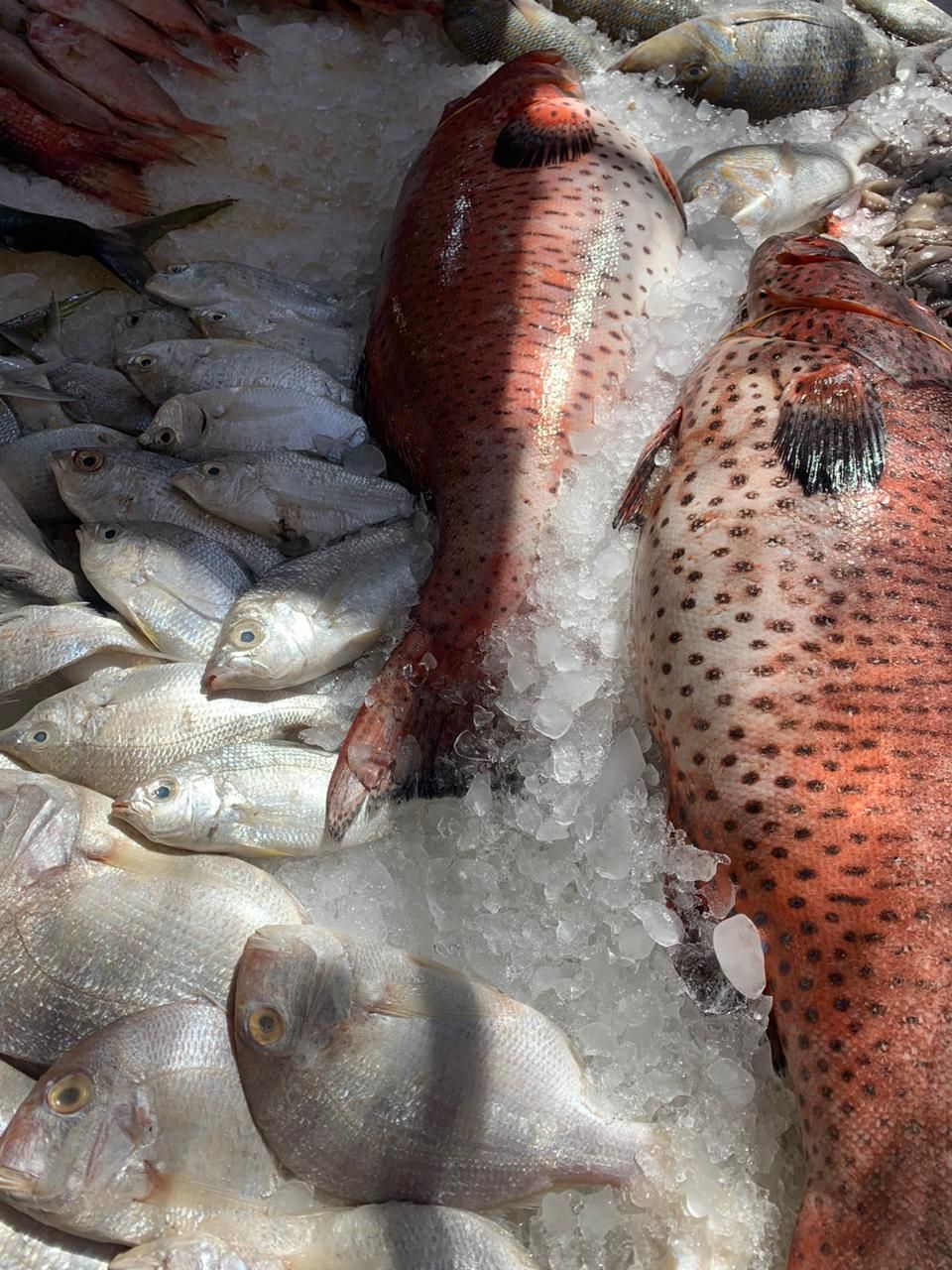 الناجل الحر اجود انواع الأسماك البحرية الناجل الحر اجود انواع الأسماك البحرية