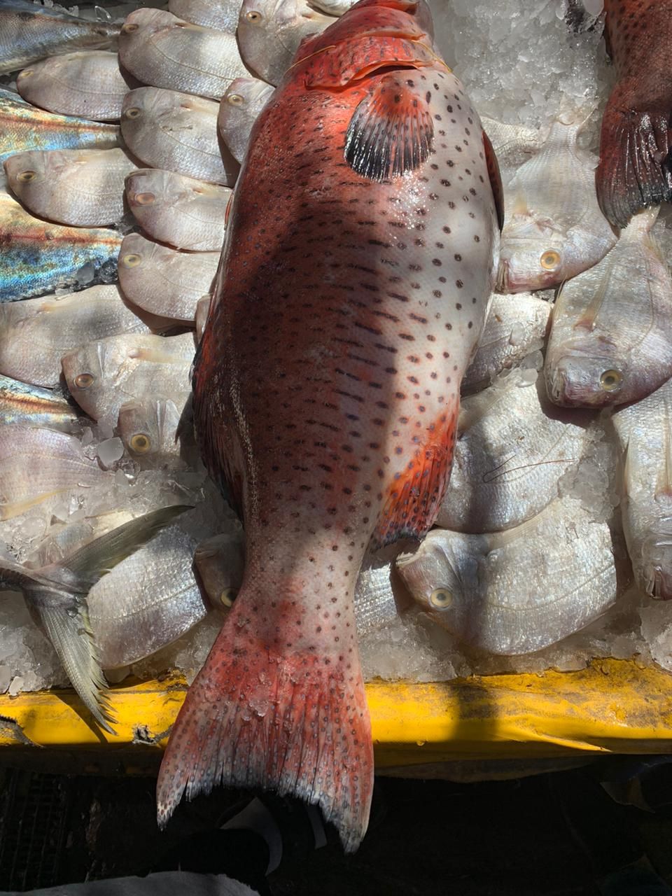 الناجل الحر ضاني البحر الناجل الحر ضاني البحر