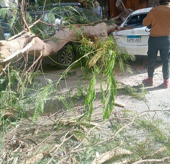 سقوط-شجرة-على-سيارتين-فى-شارع-مصدق-بالدقى-(4)
