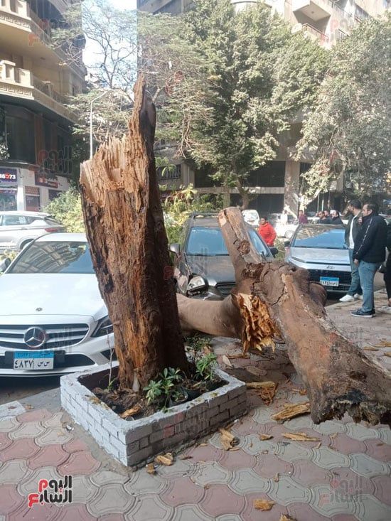 سقوط-شجرة-على-سيارتين-فى-شارع-مصدق-بالدقى-(2)