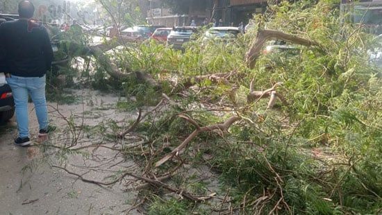 سقوط-شجرة-على-سيارتين-فى-شارع-مصدق-بالدقى-(1)