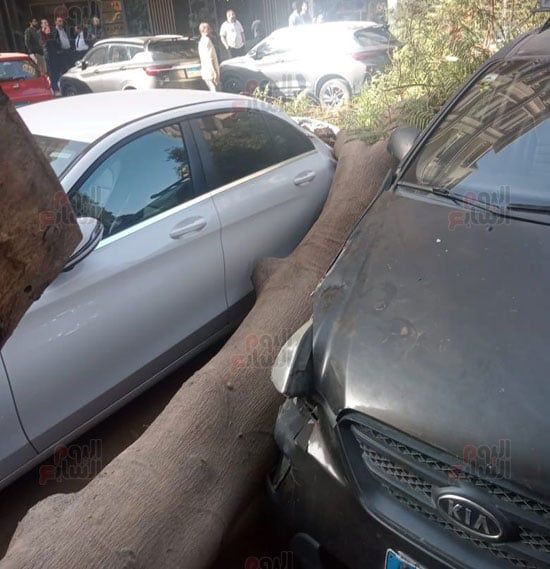 سقوط-شجرة-على-سيارتين-فى-شارع-مصدق-بالدقى-(3)