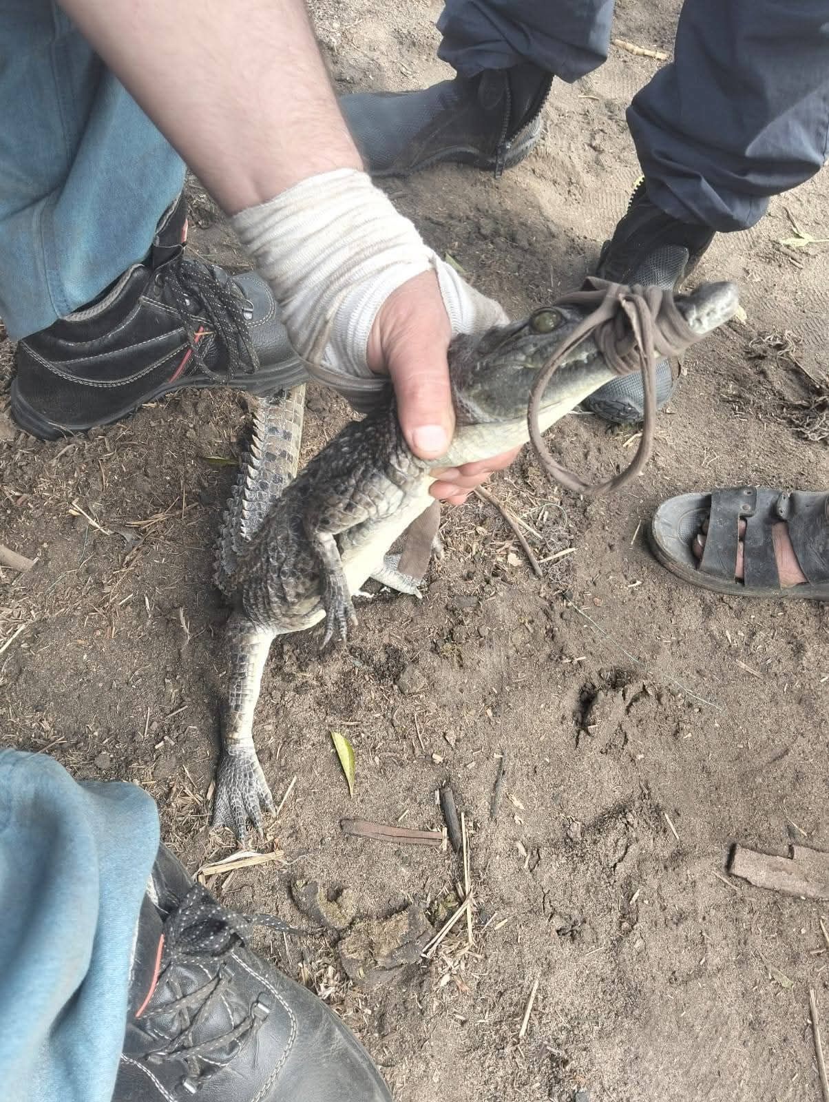 اصطياد تمساح قرية الزوامل (1) اصطياد تمساح قرية الزوامل (1)