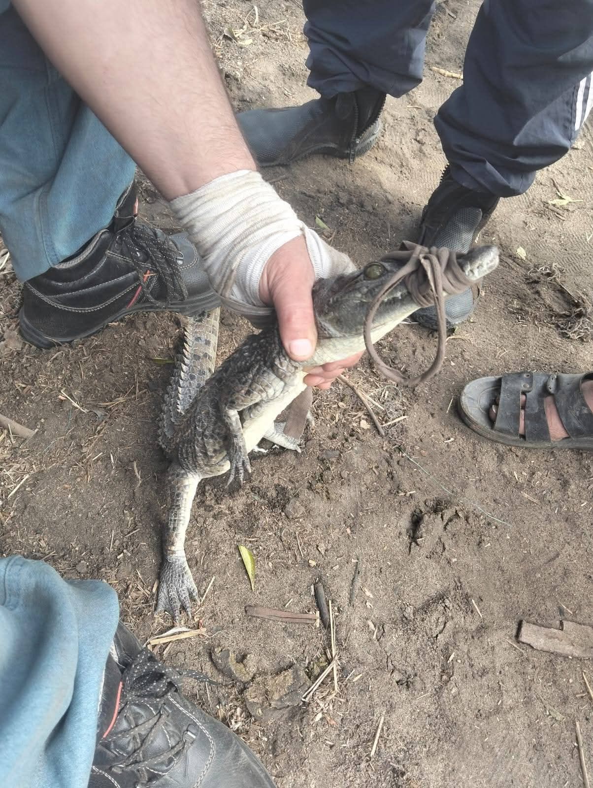 اصطياد تمساح قرية الزوامل (3) اصطياد تمساح قرية الزوامل (3)