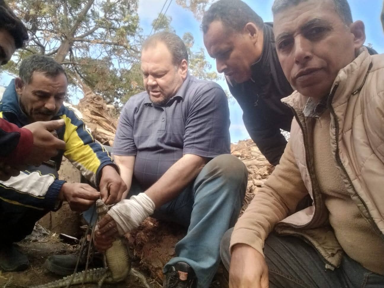 اصطياد تمساح قرية الزوامل (4) اصطياد تمساح قرية الزوامل (4)