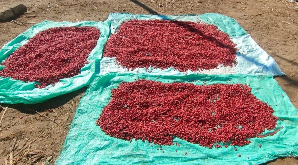 حصاد الشطة في قنا حصاد الشطة في قنا