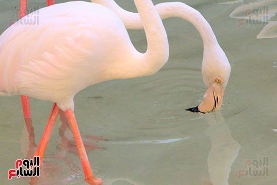 33634-شياكة-منظر-الفلامنجو-تبهر-الناظرين 33634-شياكة-منظر-الفلامنجو-تبهر-الناظرين