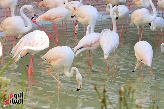67938-اجمل-الطيور-المهاجرة--الفلامنجو 67938-اجمل-الطيور-المهاجرة--الفلامنجو