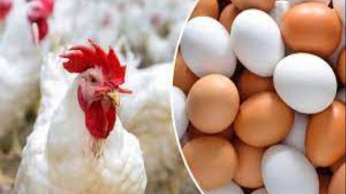 «اكتفاء ذاتي كامل من البيض والدواجن».. وزارة الزراعة تكشف حصاد إنجازات 2025. «اكتفاء ذاتي كامل من البيض والدواجن».. وزارة الزراعة تكشف حصاد إنجازات 2025.