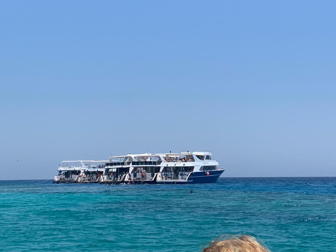 لنشات الديلى اليومي لنشات الديلى اليومي