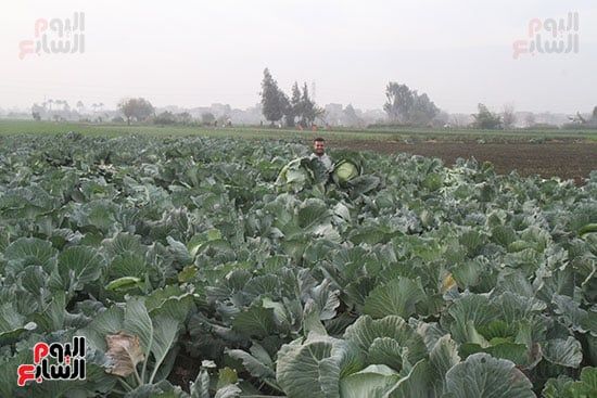 محصول الكرنب من محافظة الدقهلية محصول الكرنب من محافظة الدقهلية