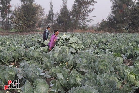 حصاد الكرنب حصاد الكرنب