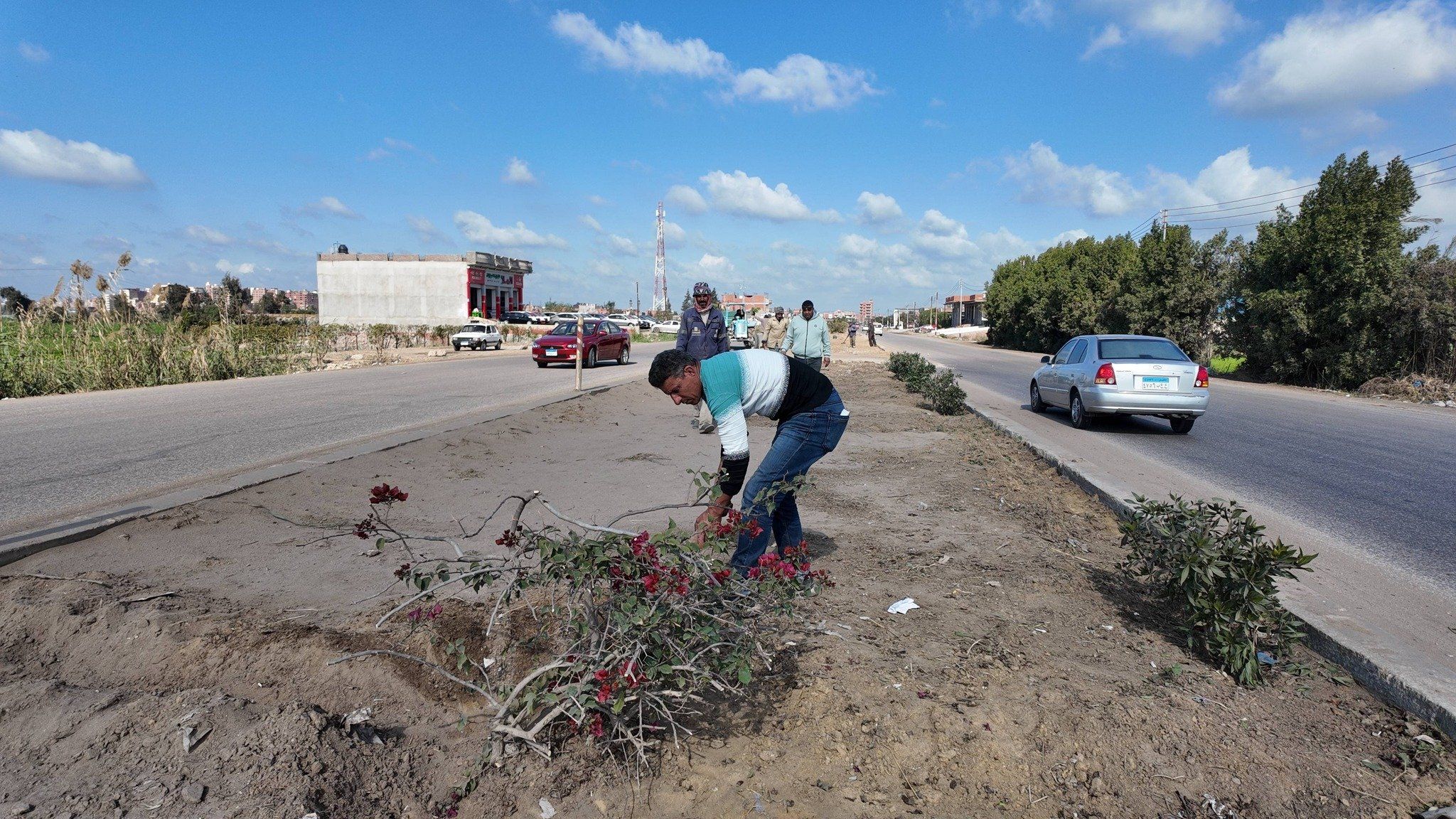 جانب من زراعة الاشجار جانب من زراعة الاشجار