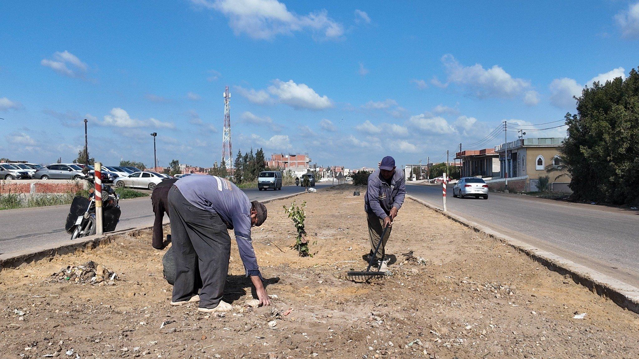 زراعة الأشجار بمدخل كفر الشيخ زراعة الأشجار بمدخل كفر الشيخ
