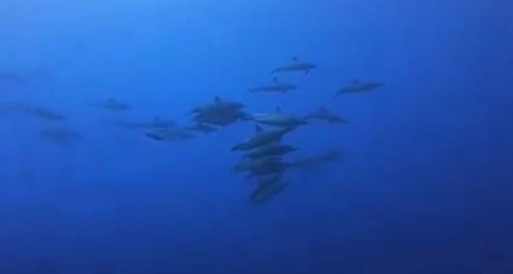 الحياة بشعاب ابو الكيزان جنوب البحر الأحمر الحياة بشعاب ابو الكيزان جنوب البحر الأحمر