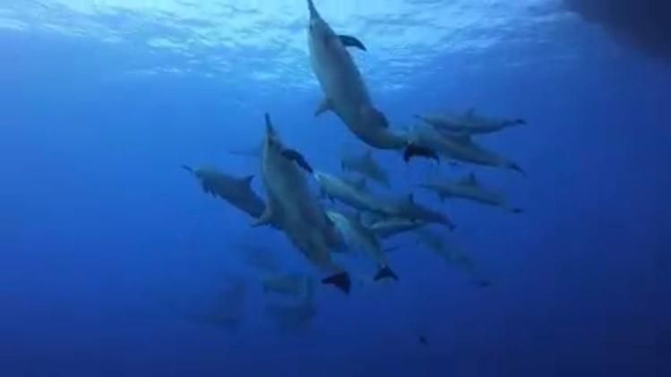 الكائنات البحرية بشهاب ابو الكيزان داديوالس الكائنات البحرية بشهاب ابو الكيزان داديوالس